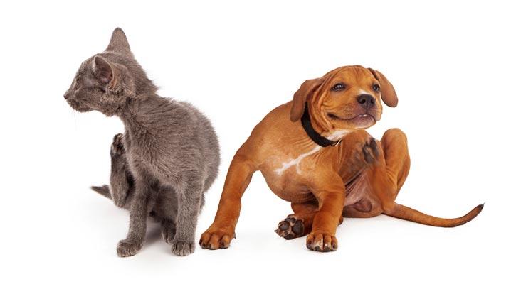 5 Treatments for Your Dog/Cat’s Seasonal Allergies