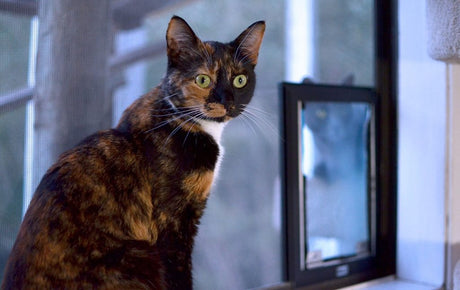 how big will my cat get? find out here!