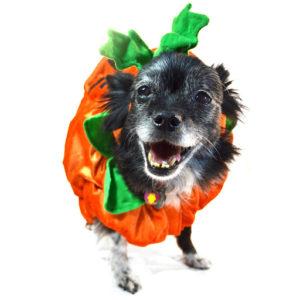 dog wearing pumpkin outfit