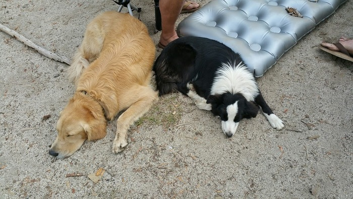 A golden retriever and a border collie sleep next to each other outside 