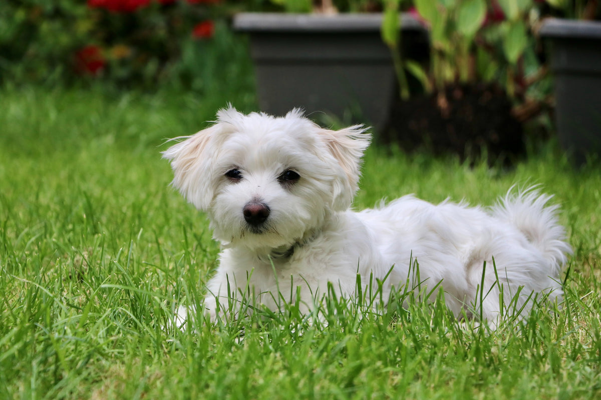 Maltese Dog Breed - Facts and Personality Traits
