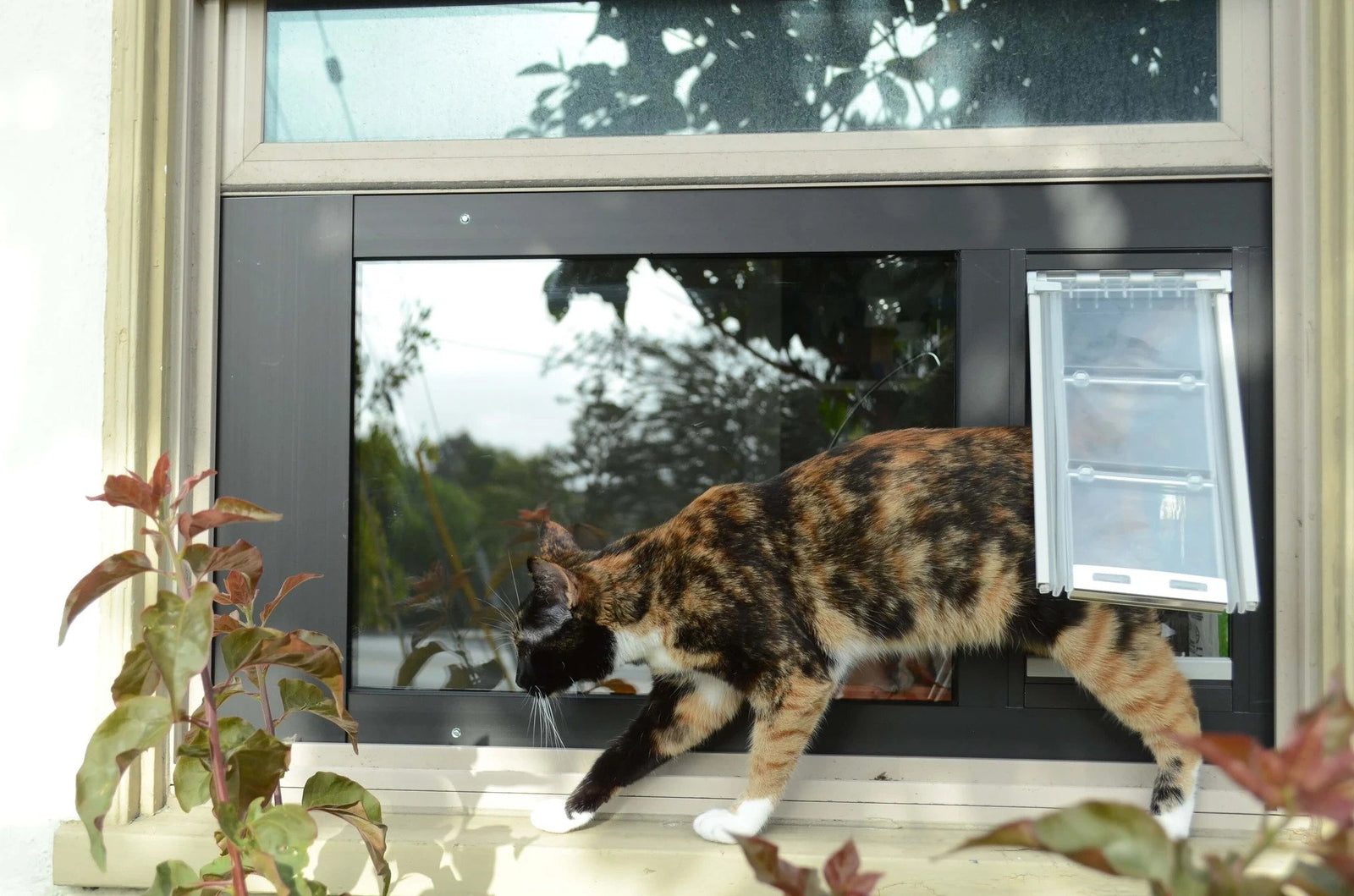 Cat using the Endura Flap Cat Door for Sash Windows