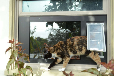 Cat using the Endura Flap Cat Door for Sash Windows