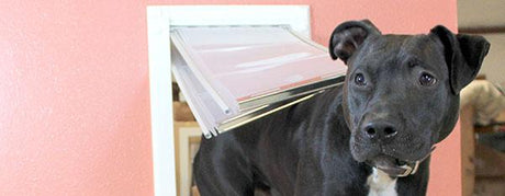 black dog walking through endura wall mount 