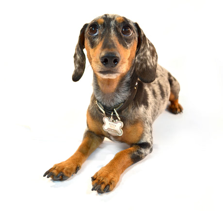 weiner dog