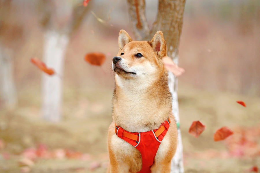 What Is A Shiba Inu Dog's Breed Temperament