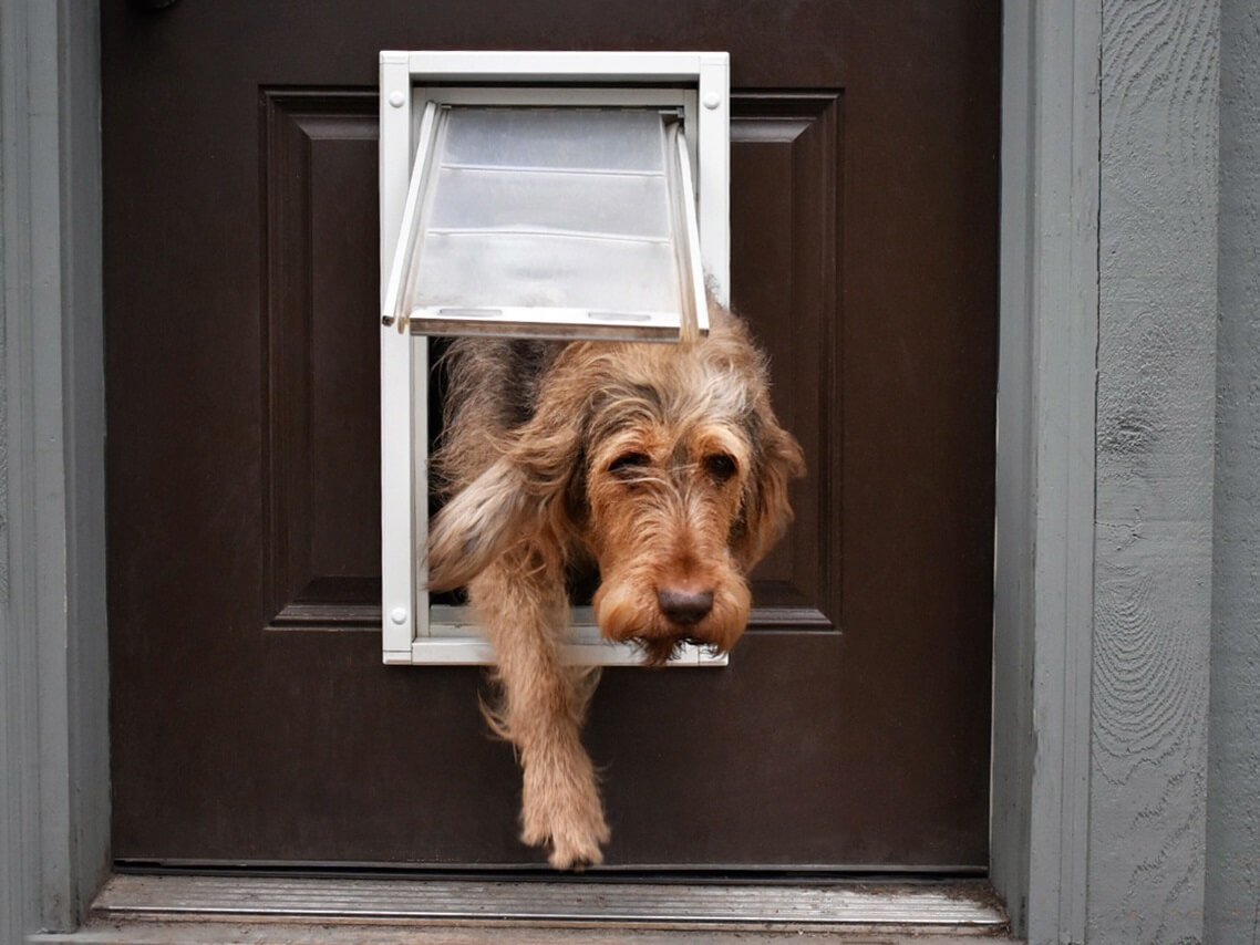 Dog using the Endura Flap pet door for doors 
