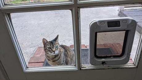 cat standing near through window cat door