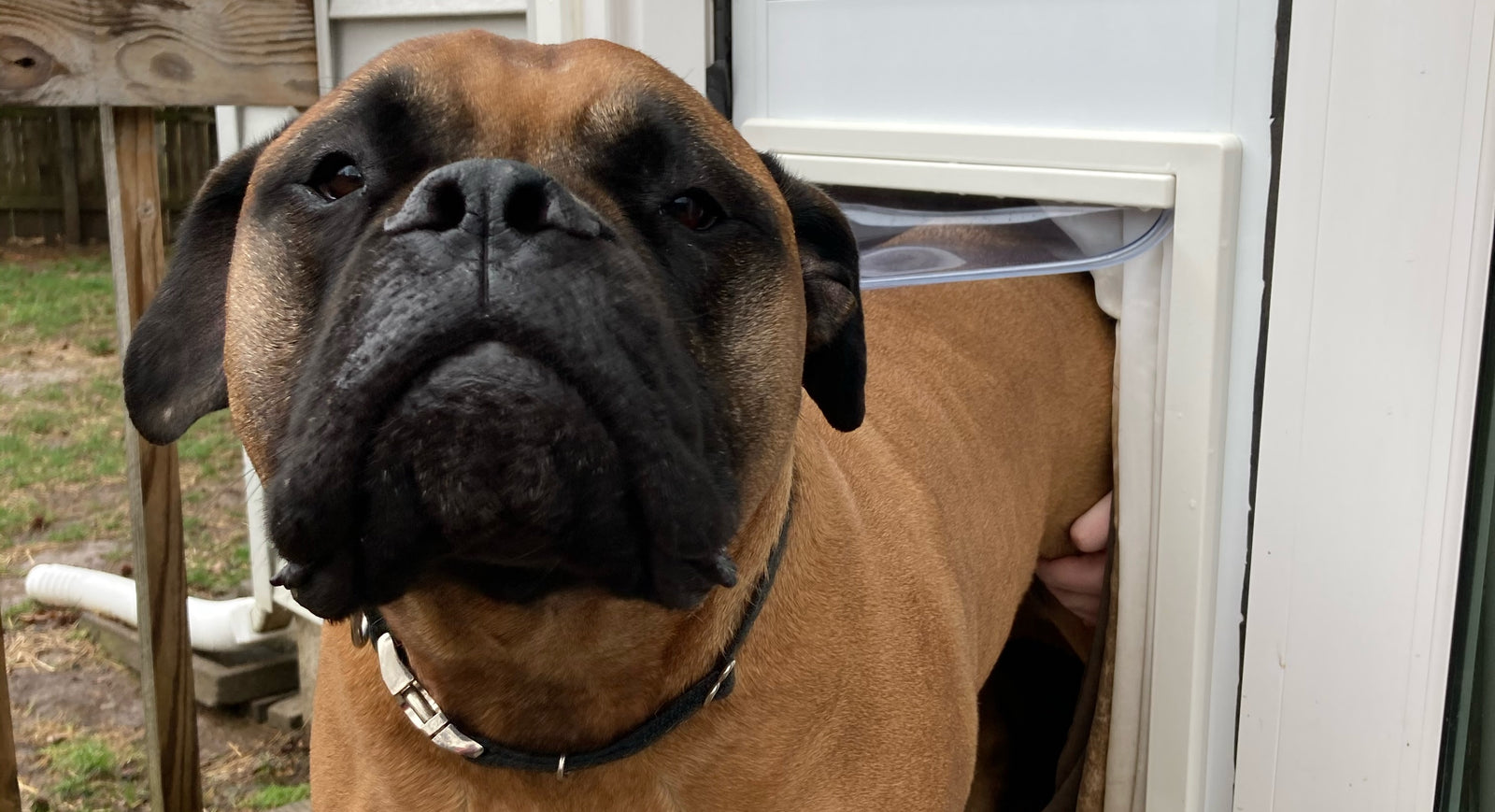 dog using pet door