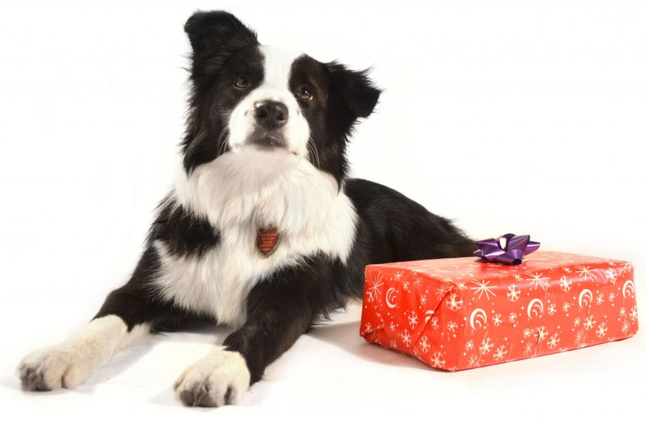 7 Ways to Celebrate the Holidays with Your Pets