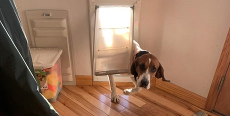 dog going through pet door