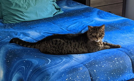 cat on bed