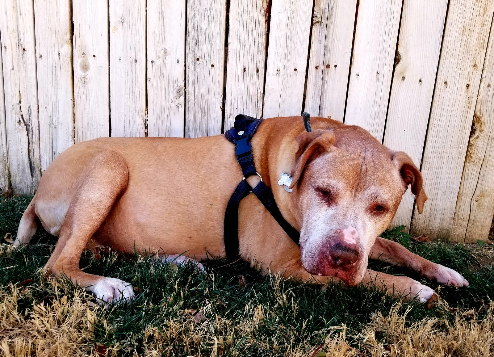 What to Do If Your Dog Eats Rat Poison