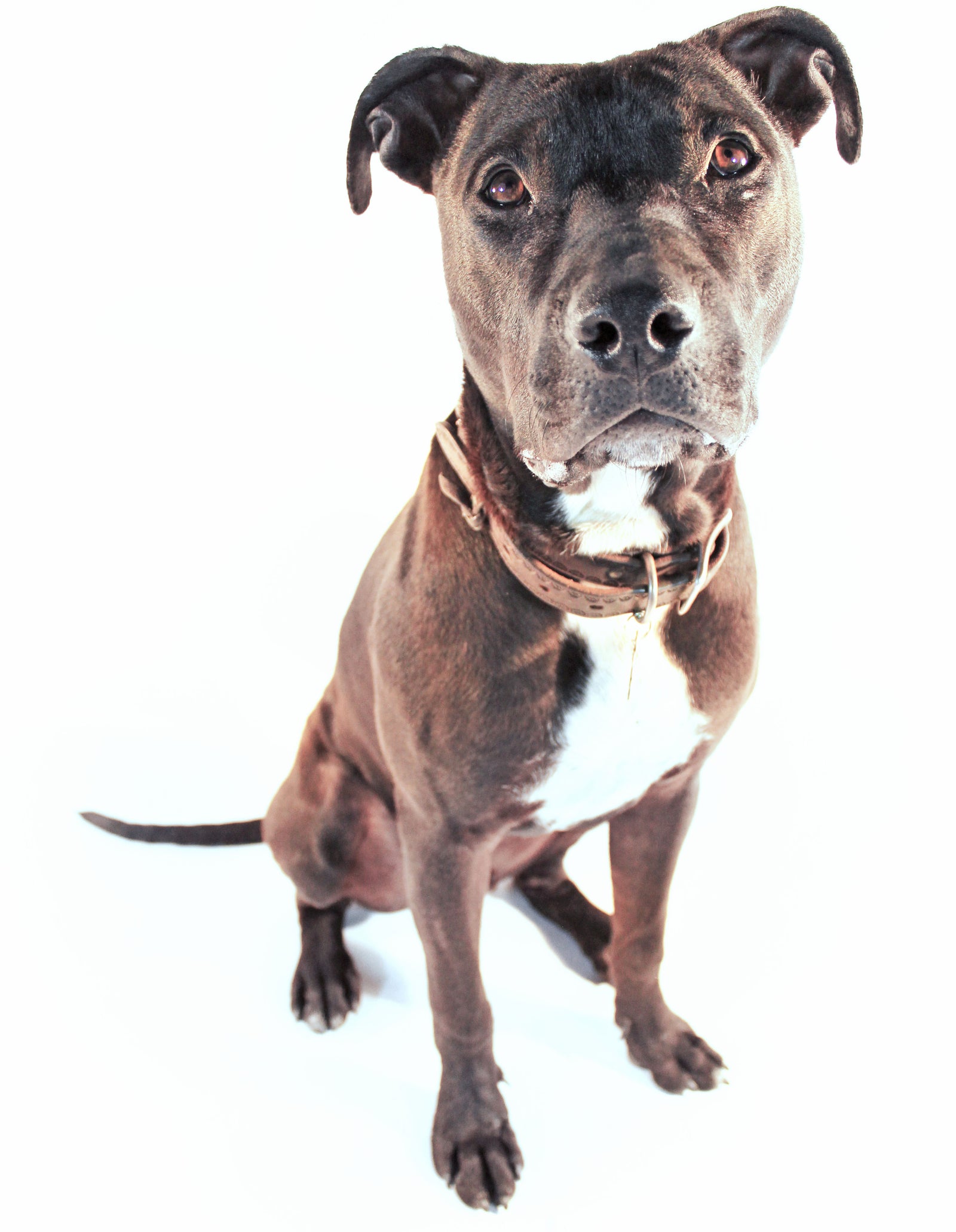 black dog sitting looking at camera