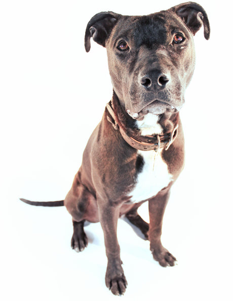 black dog sitting looking at camera