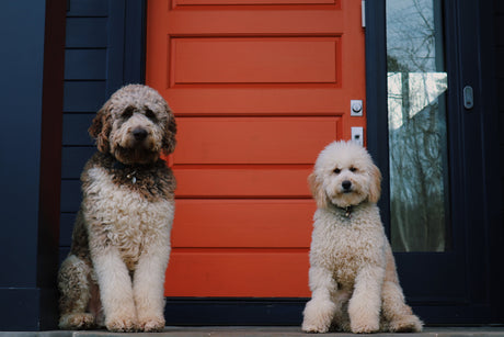 two dogs standing before door