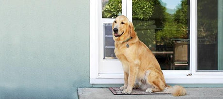 golden retriever sitting in front of sliding pet door 