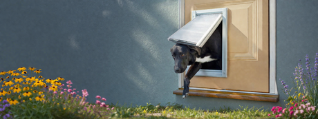 black lab exiting through a door mounted pet door