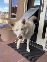 Endura Flap Dual Pane Glass Thermo Panel 3e