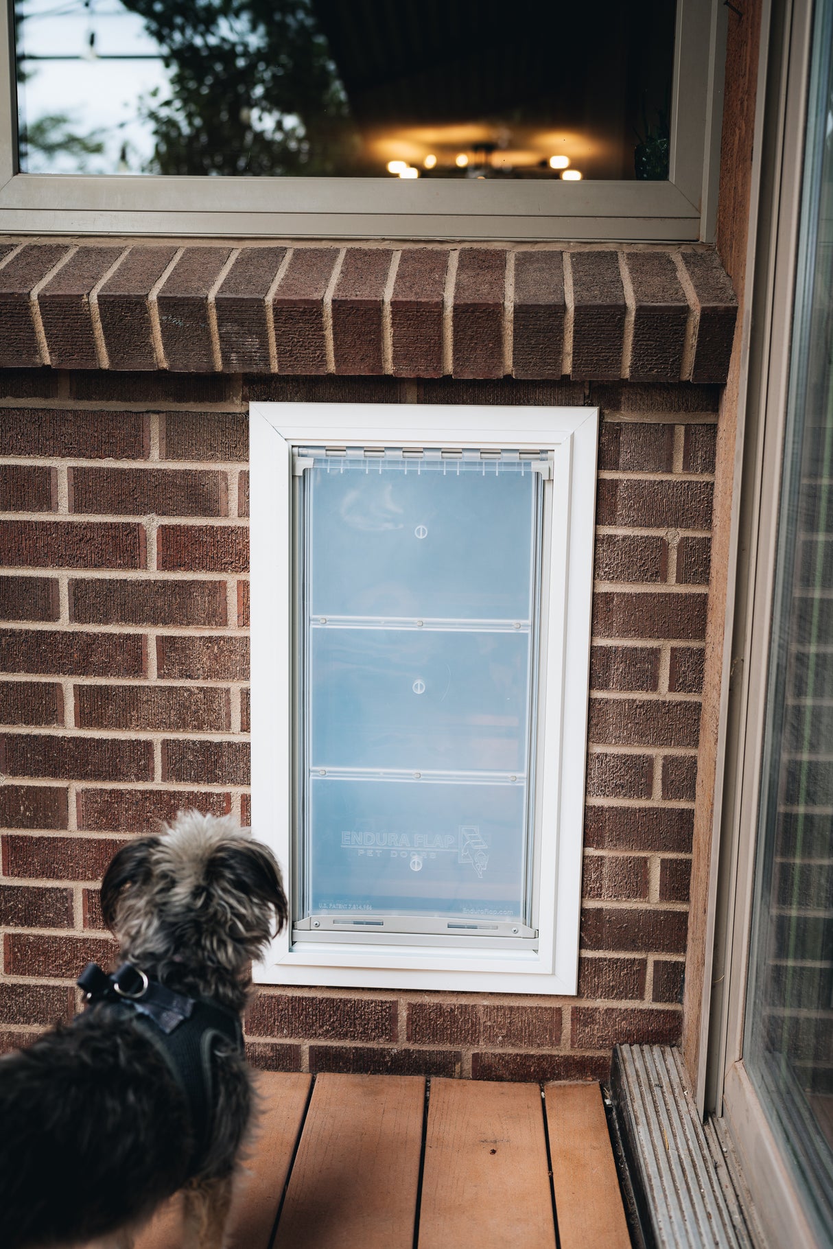 A dog using a wall dog door installed in a home. This illustrates the convenience of dog doors for walls.