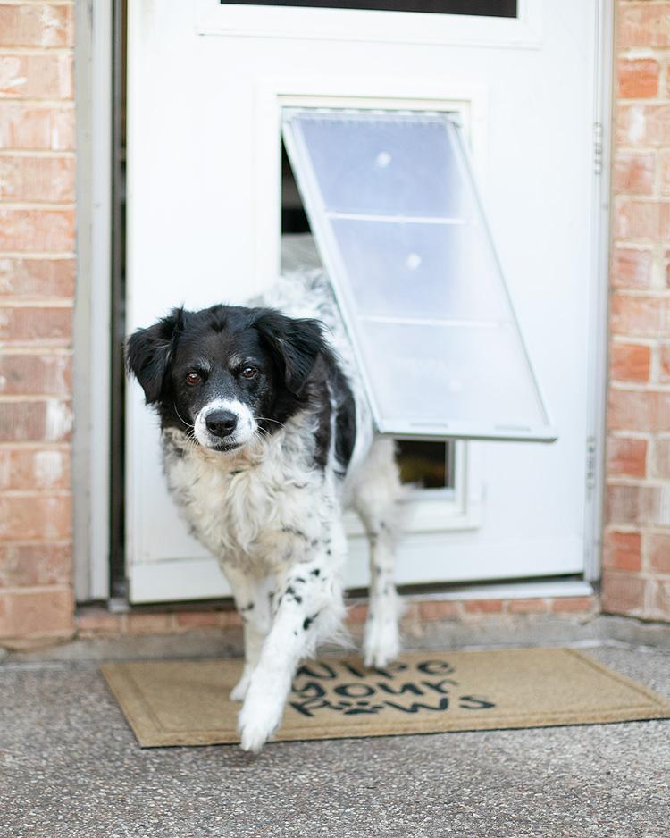 Dog looking through the Endura Flap pet door.
