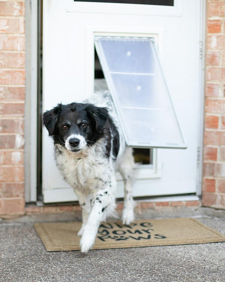 Dog looking through the Endura Flap pet door.