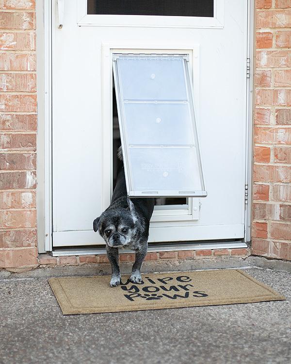 Dog looking through Endura Flap pet door.