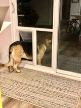 dog using pet door guys in the glass dog door