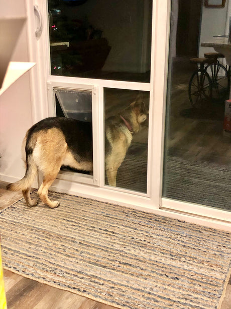dog using pet door guys in the glass dog door