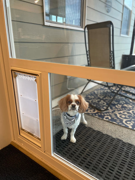 dog using pet door guys in the glass dog door