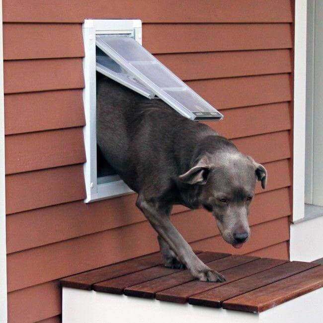 Endura flap double flap wall sale mount pet door
