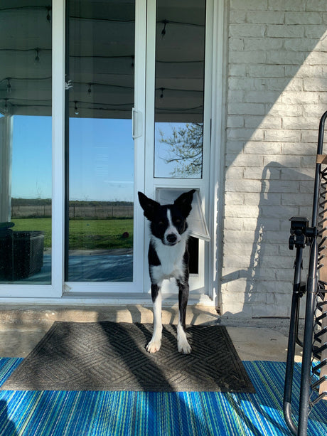 border collie using endura dual pane doggy doors for sliding glass doors