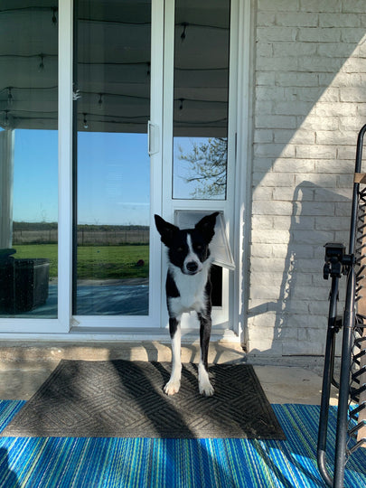 border collie using endura themro panel door