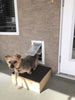 dog using endura flap pet door for walls