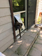 dog using pet door guys in the glass dog door
