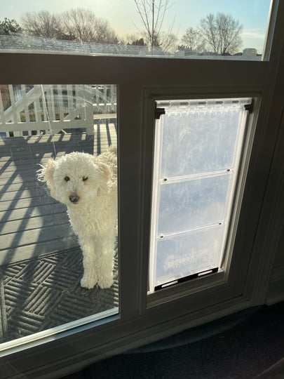 dog using pet door guys in the glass dog door