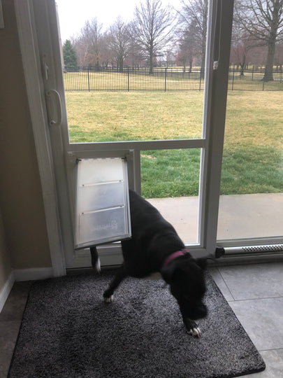 dog using pet door guys in the glass dog door