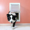 Border Collie using a Flap Size Medium doggie door. Give your pet the freedom to go outside.