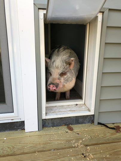 pig using endura flap pet door for walls
