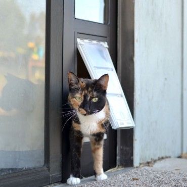 tortoise shell cat using an endura flap cat door in sliding glass door